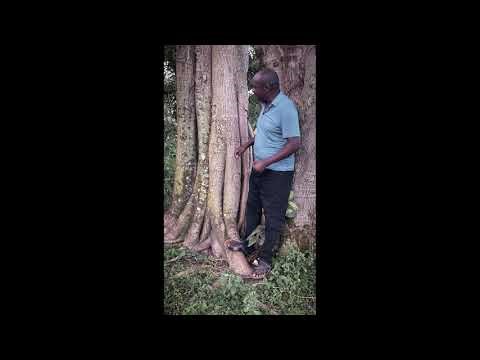 Uganda in Ultra HD | Breathtaking 4K Stock Footage Collection
