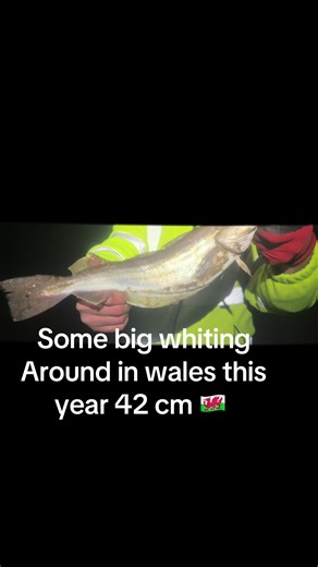 Catch Big Whiting: Angling in Wales