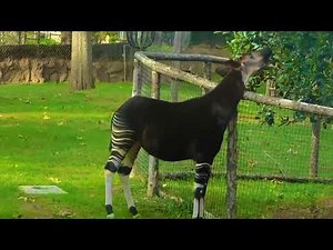 Okapi eating some leaves at San Diego Zoo Safari park January 2023