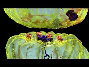 Muscarinic Receptor Antagonists for Parkinson's Disease