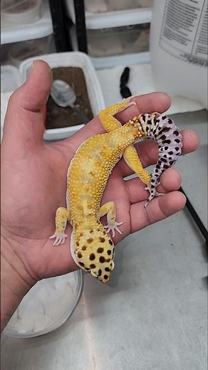 30% OFF BLACK FRIDAY SPECIAL!!! | www.geekygeckocreations.com