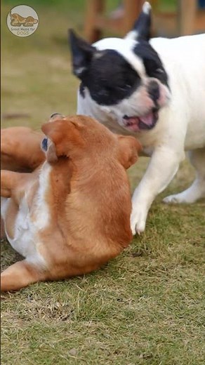 Dog TV: Fun & Relaxing Music for Dogs with video for Dogs to Soothe Anxiety