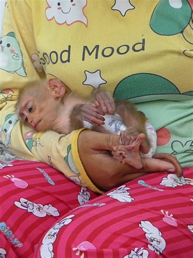 8.6K views · 220 reactions | Happy Monkey on Reels | Facebook