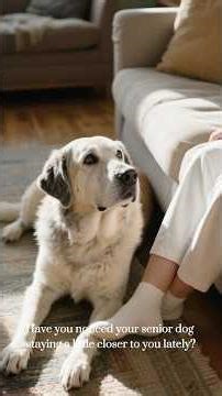 Why Senior Dogs Stay Closer Than Before
