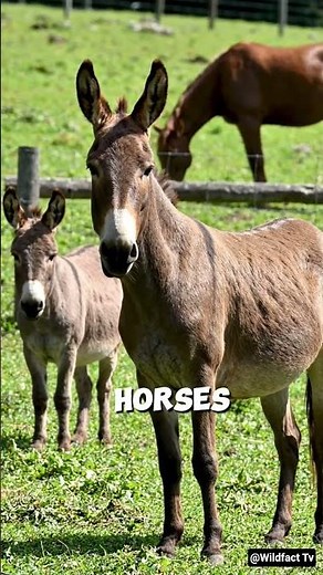 Donkey vs Mule: What's the Difference? 🫏🤔