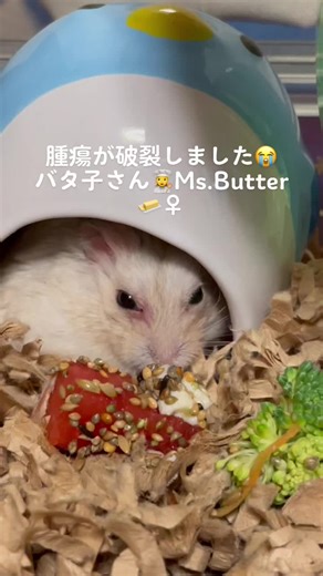 ハムスターの腫瘍に関する破裂と解剖の悲劇😭