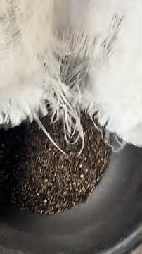 How we are harvesting maggots daily using our customised automatic sieve on this BSF facility