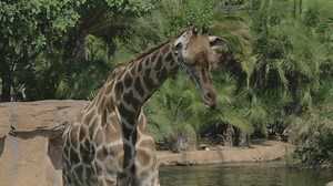 Free Animal Videos: 4K & HD | No Watermark | Download Now