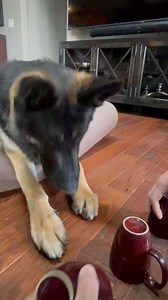 217K views · 10K reactions | Timber plays the shell game. | Tosca Lee | Facebook