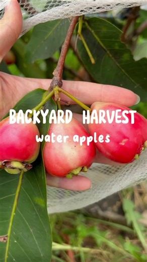Exploring Water Apples: The Juicy Java Delight