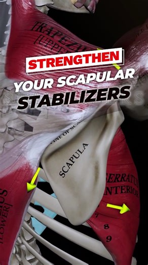 💥 Strengthen Your Scapular Stabilizers 💥 If your shoulder blades wing out, shrug up, or feel like they’re doing their own thing during lifts, these four moves help restore the strength and coordination your upper back should’ve been giving you this whole time. Strong scapular stabilizers = cleaner overhead motion, better posture, and way less shoulder pain. 1️⃣ Banded Scap Angels Teaches your shoulder blades to upwardly rotate and glide smoothly — the foundation of overhead mobility. 2️⃣ Bande