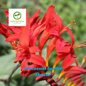 100 Lucifer Crocosmia Flower Seeds, Bold Red Blooms, Perennial, Attracts Hummingbirds - Etsy