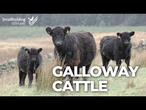 Galloway Cattle - Livestock showcase - Scottish Smallholder Festival 2020
