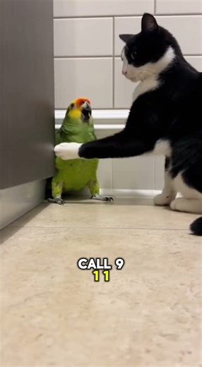 American Parrot Asks: "Is This Legal In The United States?" 🇺🇸