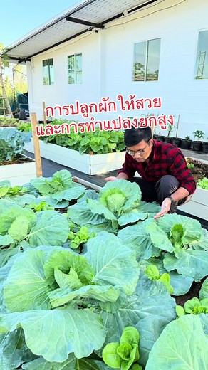 เทคนิคการยกแปลงผักและการปรุงดินให้สวย