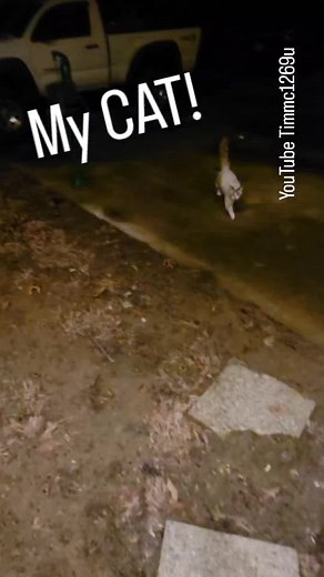 Cat vs Coyote: Intense Animal Encounter Caught on Camera