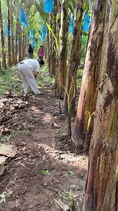 Malinis na mga ka agri | Gha Agri Tv