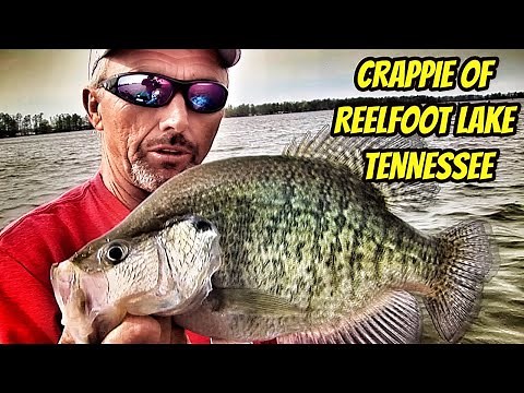 CRAPPIE OF REELFOOT LAKE- Greatest Moments with the Legends