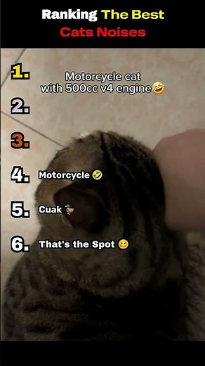 Ranking Cat Sounds From Best to Worst #catshorts #funny #trending