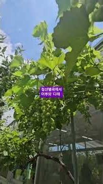 #여행자 #주일예배 #두동 #율림마을상승교회 #찬양 #청산별곡 #이연실 #머루와다래를먹고청산에..