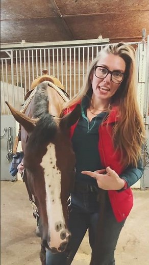 His real name: Beau 🐎💙 But I call him... well, let's just say I have a few *cute boy names* for
