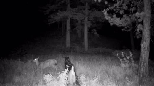 Caught in a fleeting moment of wild wonder, this curious mule deer and bobcat share a surprisingly tender encounter—tiptoeing close, then darting off as if playing a secret game of hide and seek. Are they friends? Foes? Just two woodland wanderers crossing paths? Whatever the reason, nature once again reminds us that magic happens when we aren’t around 🌿🦌🐾✨ 🎥: Michael Horwith | Wild Aware
