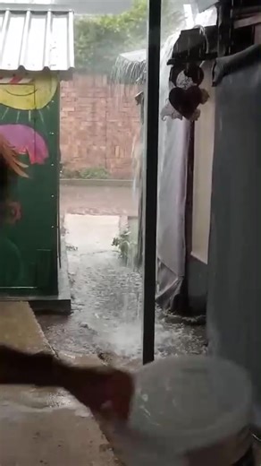 2.5K views | Brainy Birds - Parrot Rescue and Rehabilitation on Reels | Facebook