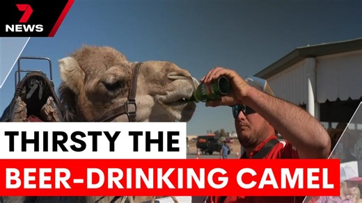 Camel competes in carnival while drinking beer
