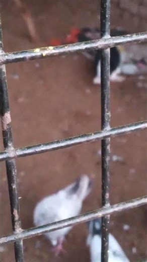 RANG BIRANGE BIDESHI KABUTR. #viral #vlog