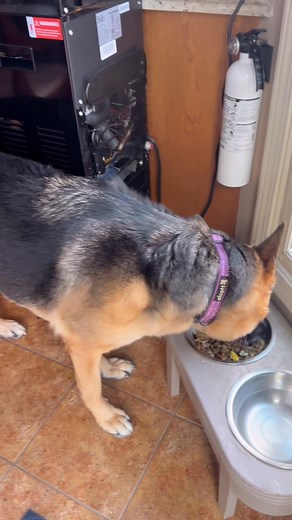 Her breakfast time egg and sausage ❤️🐕 #highlightseveryone #dog #gsd #germanshepherd #hilightseveryonefollowers #dogreels #dogloversusa #dogstagram #ilovemydog #gsdlife #GoodMorningEveryone #dogeating Dogwi - Beautiful Dog Germanshepherd Point The German Shepherd Day Dogs Lovers Family German Shepherd Dogs Forest TV I Love Dogs German Shepherd Lovers Club German Shepherd Overload I Love Dogs I Love Dogs Chained Dogs Mke Inc Dogs Loveer Dog's Life German Shepherd Nation German Shepherd Dog Club 