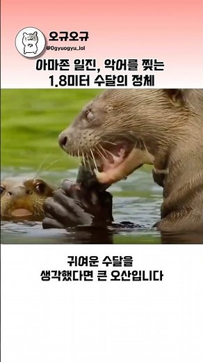아마존 일진, 악어를 찢는 1.8미터 수달의 정체 #자이언트수달 #수달 #동물다큐