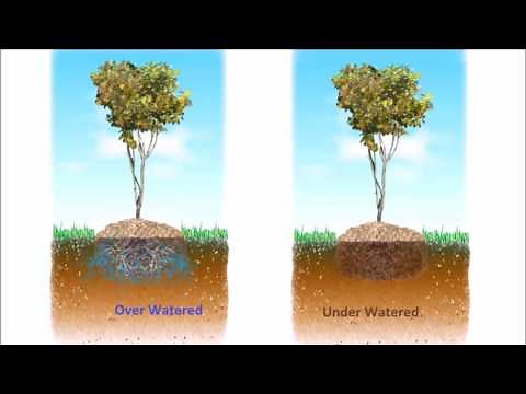 New Tree Water Bag Feature Saves Up to 70% of Tree Irrigation