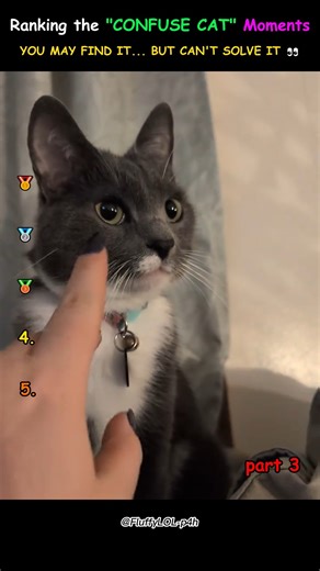 Confuse Cat Part 3 😹😱 | Best Moments Ranked! #cat #shortsfeed #shortsviral