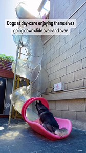 49M views · 1.4M reactions | . Best job in the world!  thehilarious.ted #drums #drummers #drumming #tommyigoe #drummersofinstagram #instadrummer #drumset #drumlessons #musician #education #musiciansofinstagram #teacher #drumteacher #musiceducation #dogsofinstagram #dog #dogs #goldensofinstagram #goldenretrieversofinstagram #goldenretriever #retrieversofinstagram #fetch #retrievers #funny | Tommy Igoe | Facebook