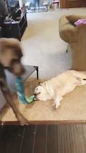 These dogs and cats are TOO adorable #shorts #funny #pets