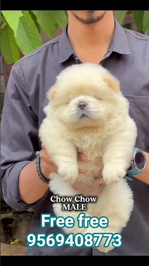 Chow Chow puppy for free adoption available#shortvideo