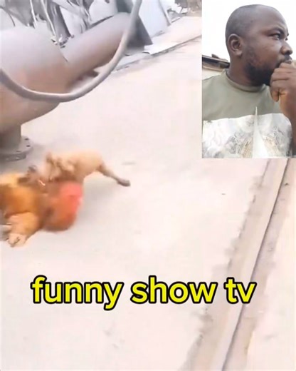 Dog to the Rescue | Funny show tv
