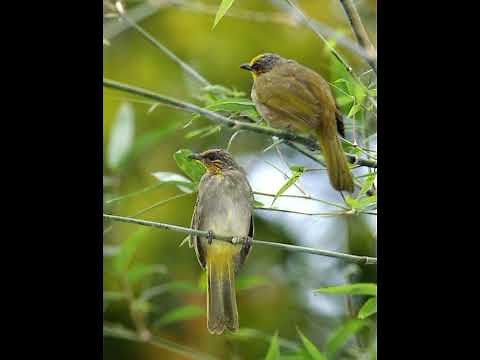 suara merbah lekir mp3