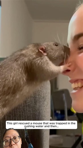 a girl rescued a mouse #short #animals #rescue