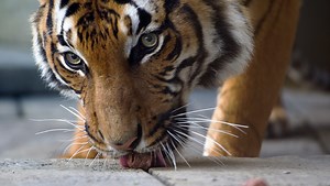This tiger doesn't growl: PBS' Daniel Tiger to visit Zoo Knoxville