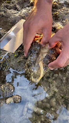 How to Cut & Clean a Sea Cucumber Like a Pro! 🐚 Step-by-Step Guide for Seafood Enthusiasts