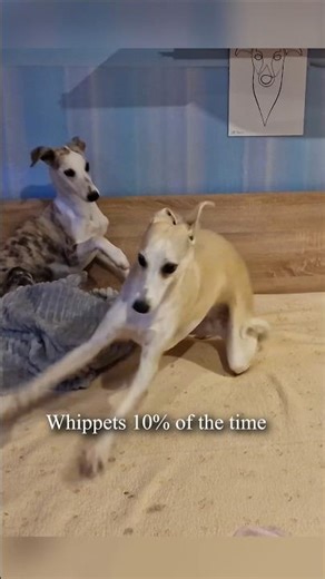 Whippets have two modes 💤 ⚡️