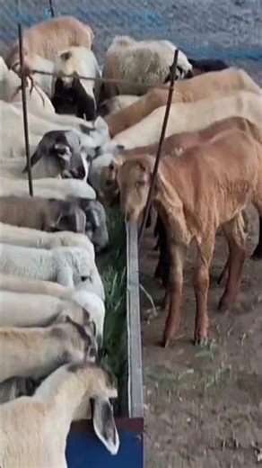 contact number 7639268322 #goatfarmer #goat #ettayapuramgoatmarket #sheepfarming #bussiness