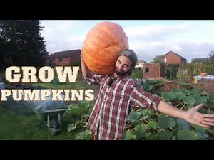 How to grow Pumpkins | Growing | Harvest | Curing | Storing