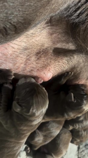 Full of love and beautiful moments | Raising hope Labrador retriever puppies