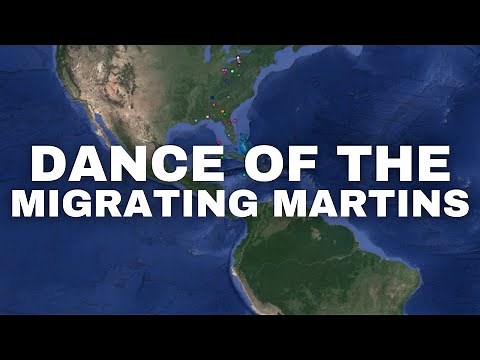 Dance of the Migrating Martins: Migration Timelapse