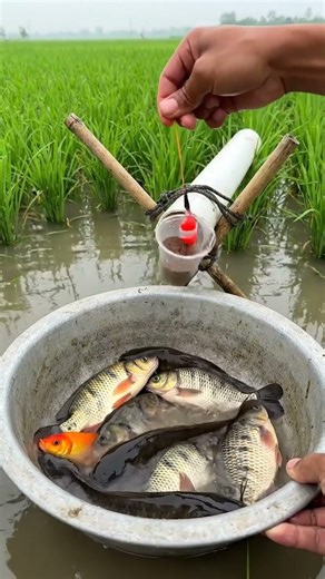 Village people fishing in muddy water #ruralfishing #handfishing #shorts #0089