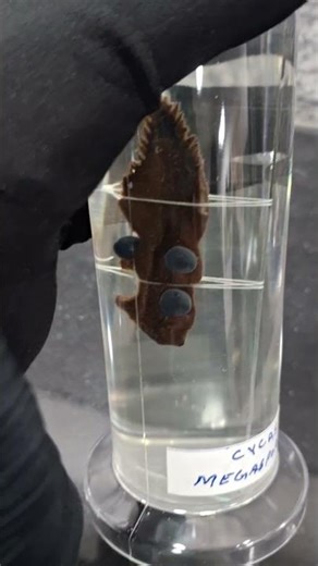 botany practical lab part-3 #botany #botanical #labchannel #lab #shorts #youtubeshorts #youtuber #2k