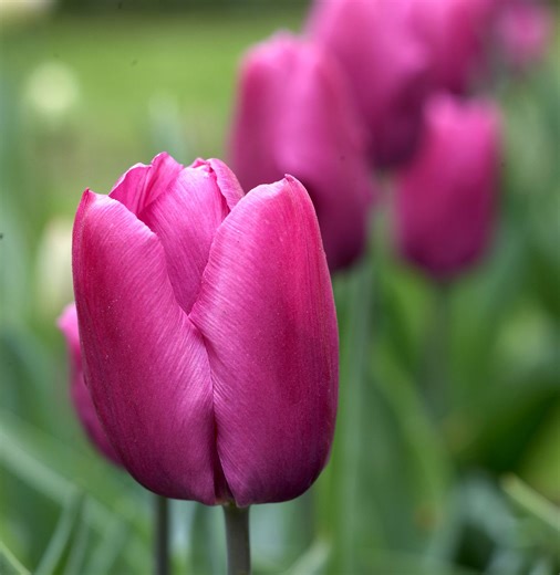 Are Tulips Perennials (Do Tulips Come Back Each Year)? Here's What to Know