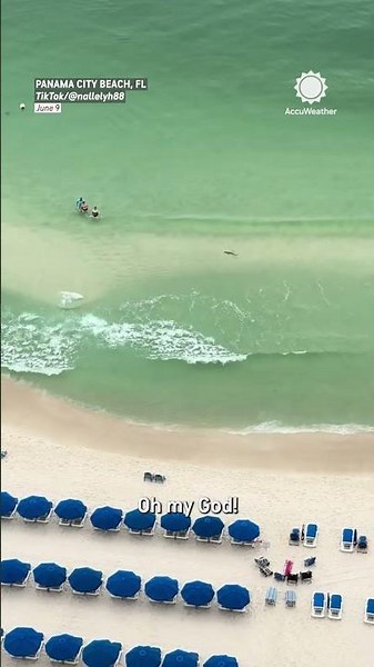 Shark Swims Near Florida Beachgoers